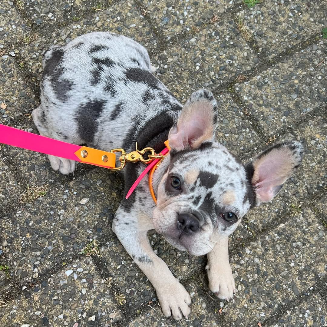 Französische Bulldogge